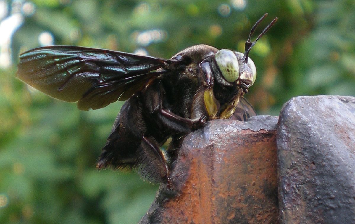 Xylocopa latipes